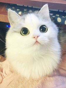 Kim
