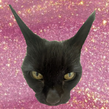 Ebony ☆