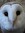 Blue Barn Owl