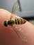 Dan H