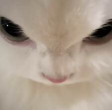 pao ♡