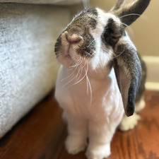Sara