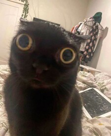 Tia