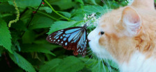 Thy Trang