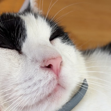 Caty