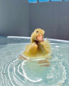 ducken