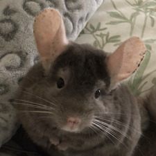 Lennon