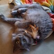 Ellie