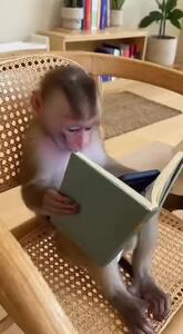 Monke