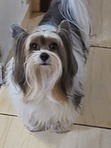 Bidu