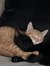 Basma