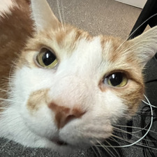 Lucas