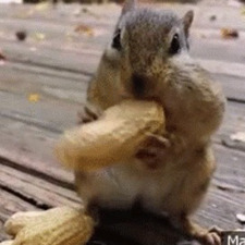 stupid squirrel