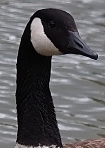 Dina