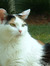 Kristen