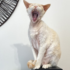 Nicolas