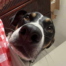 Frankie