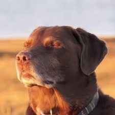 Ella