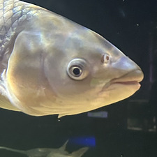 Sab