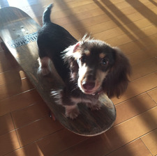 Stella