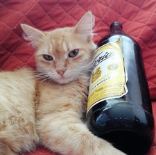 Gato
