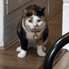 Cléo