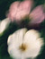 Hajer