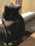 Gitte V...