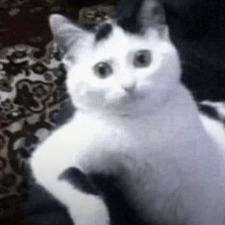 Gheed Ali