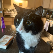 Ella