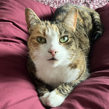 Cara