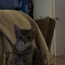 Pia