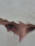Marleen