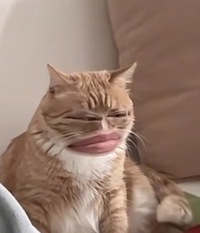 Praewfu