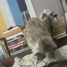 Elsie