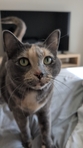 Chloe