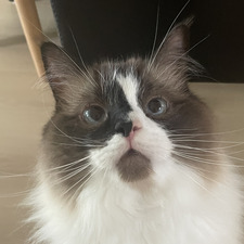 Sofie