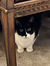 phoebe