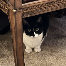 phoebe