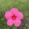 Isamar