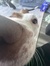 gryffin
