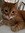 Jafadena Mom of Nemo and Kitty