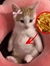 Artemis K