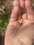 Shubha ...