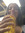 Alee Mrtz