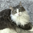 Gina