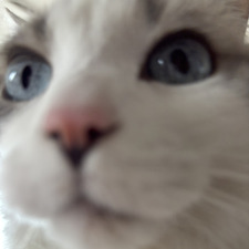 Mmccgg__