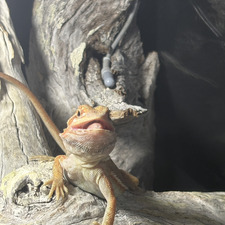Indi