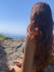 Auri Frixi