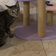Obsesswithcat